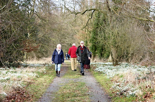 Walk in the Snowdrops