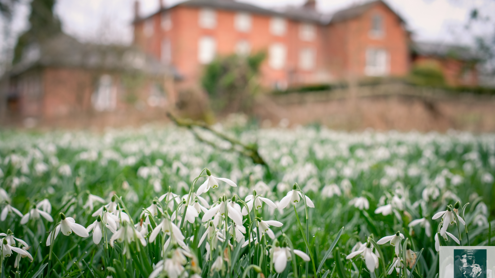 Snowdrops in foreground of picture, a large house in the background